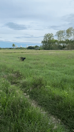 Dog runs through grassy fields in Thailand countryside
