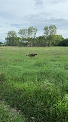 Dog runs through grassy fields in Thailand countryside