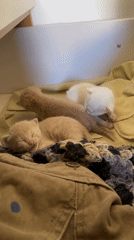 Mother cat and three kittens rest in dresser drawer