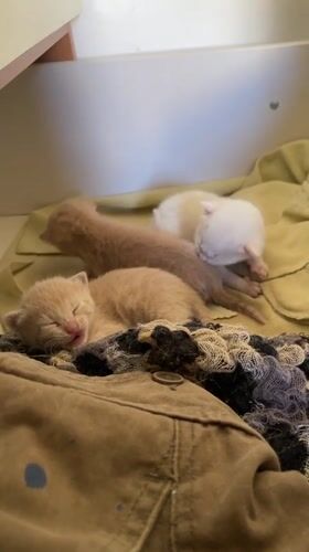 Mother cat and three kittens rest in dresser drawer