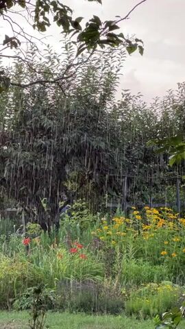 The video shows a garden during a rain shower. Raindrops are visible falling through the air and onto the plants. The garden is lush with greenery and features various flowers, including yellow and red blooms. Trees with dense foliage are also present in the background. The sky appears overcast.
