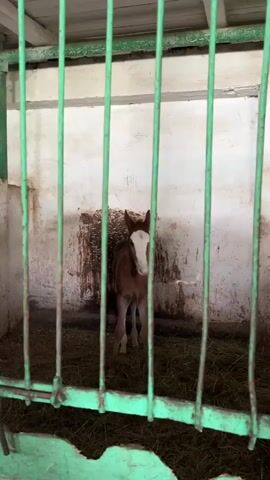 A brown and white foal stands in a stall, facing away from the camera. The stall is filled with hay, and the walls are stained. The foal turns its head towards the camera, revealing its face with a white blaze. It then moves closer to the camera, its head obscuring its body. The video is taken through green bars, suggesting a pen or enclosure.