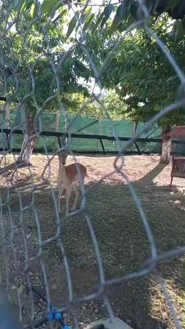 A deer stands in a fenced-in yard. The deer is brown with white spots on its back and sides. It has a long, slender neck and legs. The deer is facing away from the camera, and its head is turned to the left. The yard is covered in grass and dirt. There are trees in the background, and a fence surrounds the yard. In the background, there is a structure that appears to be a feeding station. There are some blue pipes visible in the foreground.