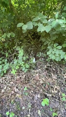 A tabby cat with white markings lies camouflaged amongst dense green foliage and dry leaves on the ground. The cat's head is turned towards the camera, and its green eyes are visible. The surrounding environment appears to be a wooded or overgrown area, with sunlight filtering through the leaves. The camera angle is low, providing a close-up view of the cat within its natural habitat.