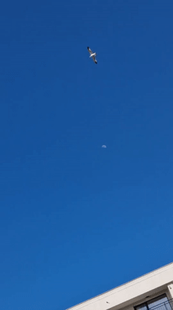 Daylight moon and seagulls observed over Ahtopol pool area
