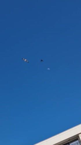 Daylight moon and seagulls observed over Ahtopol pool area