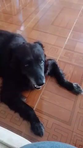 A black dog is lying on a tile floor. A human hand briefly enters the frame from the right and pets the dog's head. The dog reacts by moving its head and body.