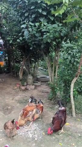 A group of chickens are foraging for food in a dirt yard surrounded by trees and vegetation. One chicken, mostly brown and white, pecks at the ground. Another, with brown and red feathers, stands nearby. A third chicken, dark brown and red, is on the right side of the frame, facing away from the camera. A fourth, smaller, brown chicken is to the left. The chickens are in an outdoor environment with plants and trees, with some debris on the ground.
