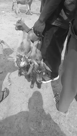 The video shows a black and white scene of a livestock market, likely in Africa. The foreground focuses on several goats being held by their ropes, with people's legs and feet visible around them, suggesting a transaction or preparation for sale. The background reveals a crowded marketplace with numerous people and many more goats of various sizes. Men in traditional attire are seen walking among the animals, and in the distance, there are market stalls and structures under a bright sky. The ground appears to be dirt or sand. The overall atmosphere is that of a busy outdoor market.