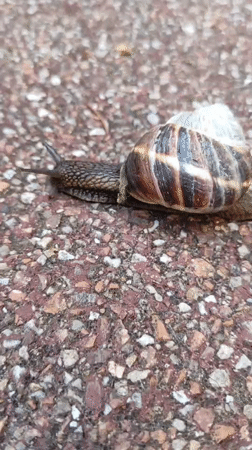 Snail crawling across a textured outdoor surface, up close