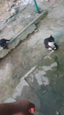 The video opens with a shot of a muddy, uneven outdoor area. There are puddles of water, and the ground is a mix of dirt and concrete. A white object, possibly a piece of furniture, is visible in the background, along with a green wall. A white stick leans against the wall. A dark-colored dog with white markings lies on the ground in the left of the frame. A second dog, mostly brown, is visible further back and to the left. The camera then pans to show a wooden structure with slats. In the foreground, a black and white cat and a tabby cat are eating from a green bowl. The cats are positioned under the wooden structure, which appears to be part of a bench or table. The scene seems to be taking place during the daytime, with natural light illuminating the area. The overall impression is of a simple, perhaps somewhat neglected outdoor space where animals are being fed. No text is visible in the video.