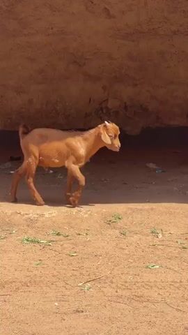 A light brown goat walks to the right across sandy ground in front of a rough, textured wall. The goat is young, with small horns. It walks past a large, rough column on the right side of the frame. In the background, there is debris and trash on the ground. The wall is a light brown, pinkish color. The sunlight casts a shadow of the goat on the ground to its left.