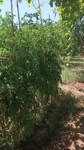 A camera pans across a field of tomato plants supported by wooden stakes and twine. The plants are tall and green, with leaves obscuring much of the view. Some red tomatoes are visible among the foliage. The ground is covered in dry leaves and dirt, and the scene is bathed in sunlight. The overall impression is of a well-tended vegetable garden.
