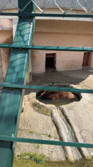 Brown bear enjoys pool time at Bulgarian zoo