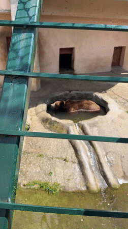 Brown bear enjoys pool time at Bulgarian zoo