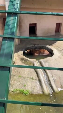 The video shows a brown bear in a small pool of water at what appears to be a zoo enclosure. The enclosure is constructed of concrete with two small door openings in the background. The bear is partially submerged, with only its head and back visible. A green metal and chain link fence is visible in the foreground, partially obstructing the view. Towards the end of the clip, a girl with long brown hair is seen peering through the fence. The sky is visible through the chain link fence.