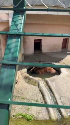 Brown bear enjoys pool time at Bulgarian zoo