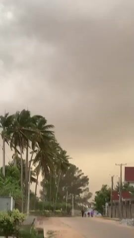 The camera is aimed upward at several palm trees, moving upwards. The sky is grey and overcast. The trees are visibly moving in the wind. There are telephone or electrical wires in the background. The scene appears to be a street with the trees on one side.