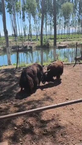 Two shaggy brown yaks with horns are butting heads on a dirt ground in an enclosed area. Behind them is a small body of water and a row of tall, thin trees on the other side. A fence borders the water. The sky is blue and the weather appears sunny. A low metal bar is visible in the foreground. In the background, a child is speaking, though what they are saying is inaudible.