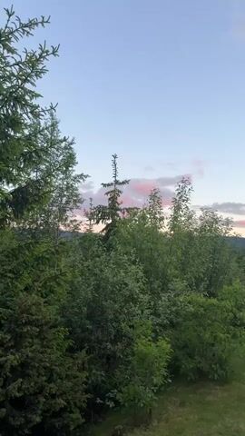 This is a vertical, static video of a natural landscape at dusk. The sky is a pale blue with streaks of pink and orange clouds towards the horizon. In the foreground, there are lush green trees and bushes. To the right, there is a low, grey stone retaining wall with grass in front of it. The overall impression is peaceful and serene.