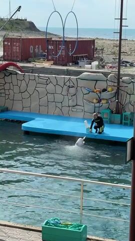 A vertical full shot shows a woman in a black wetsuit with green accents kneeling on a blue platform next to a white beluga whale. The whale is partially submerged in the water, facing the woman. The woman has long blonde hair in a ponytail. She is feeding the whale a white object from a light blue bucket. In the background, there is a stone-patterned wall, various colorful objects on shelves, and two large red shipping containers. Two large hoops are suspended in the air. The water is a dark green-blue. The sky is clear with a hint of white clouds.