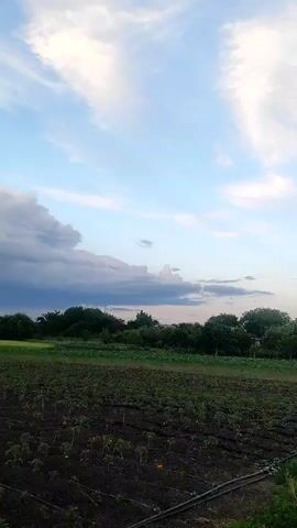 The video shows a field with rows of young plants. The field is dark brown soil with green plants growing in it. There are black irrigation lines running between the rows of plants. In the background, there is a line of trees and a blue sky with white and gray clouds. The camera is moving slightly to the right, showing more of the field.