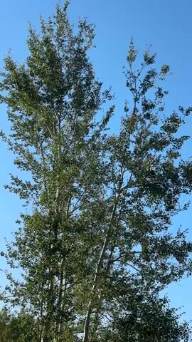 The video shows a low-angle shot of two tall, leafy trees against a clear blue sky. The trees have slender, pale trunks and a dense canopy of green leaves. The left tree is slightly fuller and wider than the right tree. The branches of the trees sway gently, suggesting a light breeze. The lighting is bright, indicating daylight.