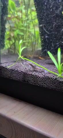 A small, light-colored frog is seen in an aquarium. The frog is the central subject, and it is captured in various stages of movement as it navigates through the aquatic environment. The setting is an aquarium with a dark, granular substrate at the bottom. Several green aquatic plants are visible, some emerging from the substrate and others growing taller. A dark, textured object, possibly a sponge filter or decoration, is present in the background. The water is clear, and the lighting suggests it is daytime. The frog appears to be actively swimming or climbing, using its limbs to propel itself. There is no visible text in the media file. The overall scene is peaceful and focuses on the natural behavior of the frog within its habitat.