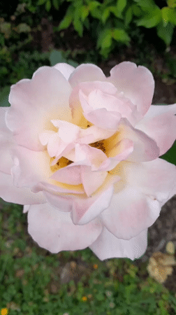 Krakow garden roses in full summer bloom