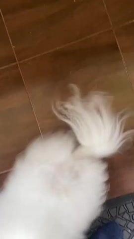 The video shows a fluffy white dog, possibly a Pomeranian, with a long white tail, standing on a tiled floor. The dog is looking to the right and its body is mostly obscured by its fur. The floor is made of brown tiles arranged in a grid. A dark gray mat is visible on the bottom right of the frame, and a blue shoe is also present. The dog moves slightly, and its tail whips back and forth. The dog's head is visible briefly as it turns to the right.
