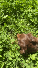 Dachshund explores Montreal clover patches during afternoon outing