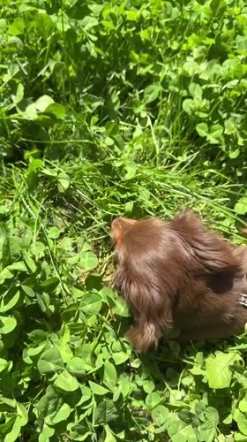 Dachshund explores Montreal clover patches during afternoon outing