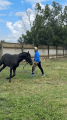 Black horse grazes and is led around a rural Russian property