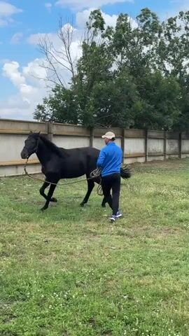 A person in a blue jacket, black pants, and a white cap is holding a rope attached to a black horse in a grassy area. The person is walking and gesturing with their free hand while the horse is moving around them. A fence runs along the background, with trees and a cloudy sky overhead.