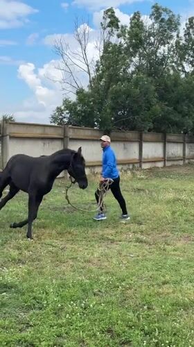 Black horse grazes and is led around a rural Russian property