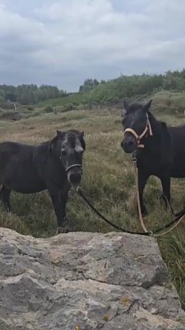 Two dark-colored horses stand in a grassy, coastal environment. One horse is to the left, partially obscured by a large rock.  Both wear halters and are tethered with ropes.  The background shows more grassy dunes and a line of trees under a cloudy sky.