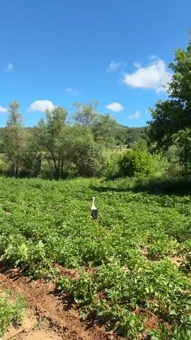The video shows a white stork with black wings walking through a field of low-lying green plants. The stork has long red legs. The field is bordered by trees and grass, and a hill can be seen in the background. The sky is blue with scattered white clouds. The camera follows the stork as it moves through the field.