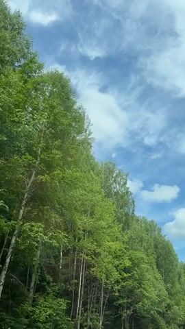 A low-angle shot captures a dense forest of green deciduous trees, predominantly birch, and some coniferous trees, alongside a road in Opary, Russia. The camera moves horizontally, revealing more of the forest canopy against a bright blue sky filled with white, wispy cirrus and puffy cumulus clouds. The sound of an engine and wind indicates movement, likely from a vehicle. The scene depicts a sunny daytime view of a natural, wooded landscape.