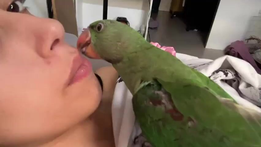 A close-up shot shows a green parrot with an orange beak interacting with a person's face. The parrot is positioned on the right side of the frame, facing the left, with its beak touching or very close to the person's lips and nose. The person's face is on the left side of the frame, with their eyes closed and their mouth slightly open. The parrot appears to be nibbling or grooming the person's skin. The background is blurred, but suggests an indoor environment with some furniture and possibly a cage visible. The lighting is natural and appears to be coming from the right. The video is a short, repeating loop, with subtle movements of the parrot's beak and the person's lips.