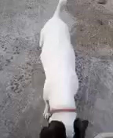 The video shows a Jack Russell Terrier dog from a top-down perspective. The dog is primarily white with black markings on its head and ears. The dog is on a textured, grayish surface, possibly concrete or asphalt, with some scattered debris. The dog's tail is held high, and it appears to be sniffing the ground. In the last frame, the dog turns and walks away from the camera, revealing a person's legs in camouflage pants. The video is short and does not contain any dialogue or sound.