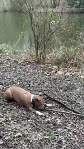 The video shows a medium-sized, light brown pit bull-type dog playing with a stick on a muddy, leaf-covered ground near a lake. The dog is lying down, gnawing on the stick, with its white paws and chest clearly visible. A black collar is around its neck.  The lake is calm, reflecting the surrounding trees. Behind the dog is a small bush. The scene seems to be a forest edge on a cloudy day.