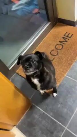 Here is a description of the video:

The video shows a small black dog with white markings on its chest and paws standing on a gray tiled floor. There is a brown welcome mat in front of a glass door in the background. The dog looks around and then starts to spin in a circle.