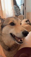 Woman bonds with tan dog in Krasnoyarsk home moments