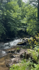 Forest waterway and wildlife documented during morning nature observation