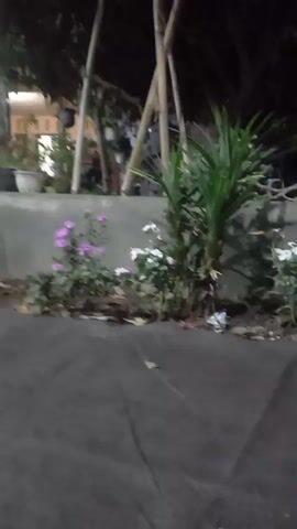 The video shows a nighttime view of a garden area with a concrete wall in the background. Several plants are visible, including some with purple flowers and others with white flowers. There are also some tall, leafy green plants. Bamboo poles are supporting some kind of structure in the background, and there are some potted plants and other objects further back. The foreground is a dark, textured surface, possibly a path or ground cover. The scene appears to be outdoors, with some ambient lighting creating shadows.