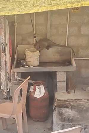 Monkey leaps from concrete structure in Puttaparthi, India