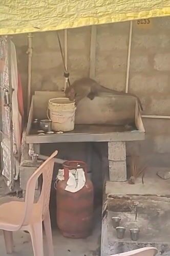 Monkey leaps from concrete structure in Puttaparthi, India