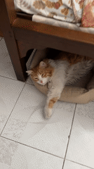 Five cats photographed napping peacefully in Puebla homes