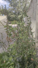 Weeds, gravel, and concrete textures around a Novoaltaysk building