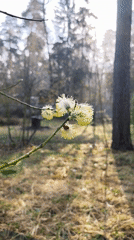 Spring morning dewdrops and blossoms documented in Kratovo, Russia